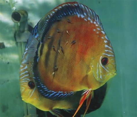 神仙魚產卵幾天孵化|神仙魚的飼養與繁殖方法